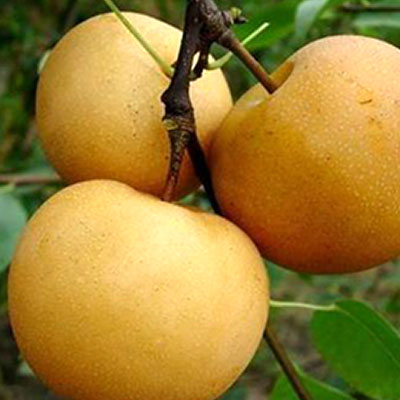 Nanshui pear Nanshui pear