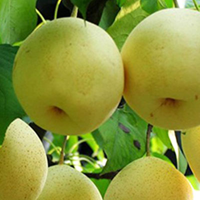 Daguoshuijing pear Daguoshuijing pear